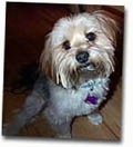 Close up - A tan and black with white Yorkie-Apso is sitting across a hardwood floor and it is looking up.