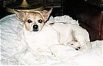 A shorthaired white with tan Pomchi is laying on a blanket and it is looking forward.