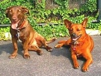Dingo Mix