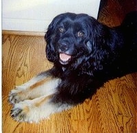 Mongrel = Mixed Breed Dogs Mutt or Mutts