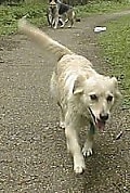 A tan Labollie is wtrotting down a dirt path towards the camera. Its mouth is open and its tongue is out. There is a person and another dog behind it.