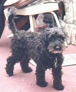 Mongrel = Mixed Breed Dogs Mutt or Mutts