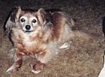 A long haired brown with black Pomchi is laying on a carpet and it is looking up.