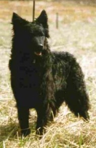 View from the front - A wavy-coated black with a tuft of white Mudi is standing in grass and it is looking to the right. Its mouth is open.