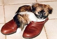 A small brown with white and black ShiChi puppy is laying in a pair of red shoes and on top of a tiled floor.