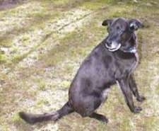 A black with white German Sheprador is sitting in grass and looking behind itself