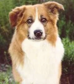 Upper body shot - A tan, white and black medium-coated, extra large mixed breed dog is sitting outside and it is looking forward.