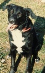 Rex the Mutt sitting in a lawn with its mouth open and tongue out