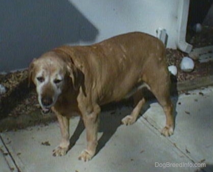 A fat Golden Labrador is standing on a sidewalk next to a white house. Its mouth is open