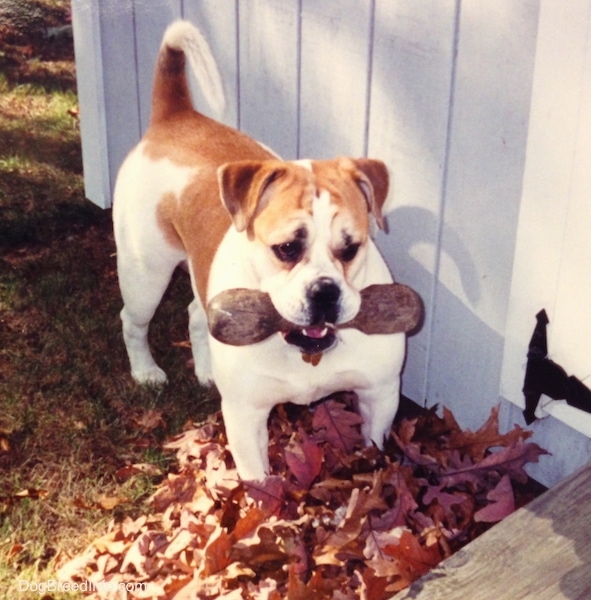 A white with tan Olde English Bulldogge is standing in front of a staircase next to a gray and white wall. It has a weight in its mouth and its tail is curled up over its back.