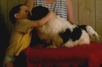 Left Profile - A white with black Pekingese is sitting on a table. There is a boy reaching up and hugging the dog.