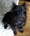 A black Affenpinscher is sitting on a rig and it is looking up.