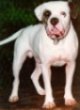 A white with brown Alapaha Blue Blood Bulldog is standing on a carpet and it is looking forward. Its mouth is open and tongue is out.