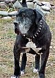 Close up - A black with white American Bandogge Mastiff is standing in grass and he is looking to the left.