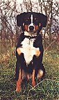 A black with white and tan Appenzell mountain Dog is sitting in grass and it is looking forward.