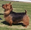 Left Profile - A brown and black Australian Terrier is standing on grass and it is looking up and to the left.