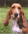 Close up - A brown with white Basset Artesien Normand is standing in grass and it is looking forward.