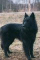 A black belgium Shepherd is standing in grass and it is looking to the left.