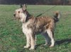 A grey with white Berger Picard is standing in grass and it is looking to the left.