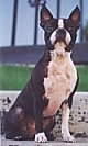 A black with white Boston Terrier is sitting on a sidewalk and it is looking forward.