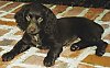 A black with white Boykin Spaniel puppy is laying on a brick surface and it is looking forward.