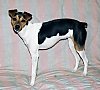 Close up - A black and white with tan Brazilian Terrier is standing on a couch and it is looking forward.