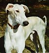 A white with tan Chart Polski is standing in grass and it is looking to the right.