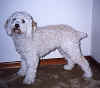 A white with tan Cockappo is standing on a carpet and it is looking up and forward.