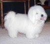 A white Coton de Tular is standing on a carpet and it is looking to the right. Its mouth is open and tongue is out.