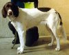 Right Profile - A white with brown Drentse Patrijshond is standing on a floor and it is looking forward.