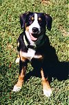 A black with white and tan Entlebunch Mountain Dog is sitting in grass and looking up. Its mouth is open and it looks like it is smiling.