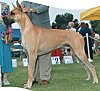 A tan with black Great Dane is posing in grass and behind it is a person in a suit rubbing his ears.