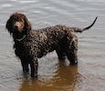 A wet chocolate Bosnian-Herzegovinian Sheepdog Irish Water Spaniel is standing in a body of water and it is looking forward.