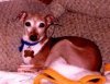 Close up - A brown with white Italian Greyhound is laying on a couch and it is looking forward.