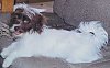 Close up - A white with brown Kyi-Leo is laying across a couch. Its mouth is open and its tongue is out.