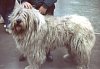 A white Mioritic Sheepdog is standing on a surface and it is looking forward. Its mouth is open and its tongue is out. There is a person behind the Mioritic Sheepdog.