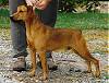 A brown Mountain Cur is standing on gravel and it is looking to the left. There is a person standing behind it.