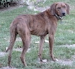 The side of a Plott Hound that is standing in grass and he is looking forward.
