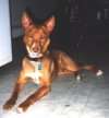 A red with white Podengo Portugueso Medio is laying on a tiled floor and it is looking forward.