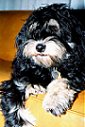 Close up - A black with tan Portuguese Shepherd Dog is laying on a couch and it is looking to the left.