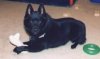 A black with white Schipperke is laying on a tan carpet and it is looking forward. It has a bone overtop of its paws. There is a green donut ring behind it.