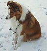 A brown with white Shetland Sheepdog is sitting in grass and it is looking down and to the left.