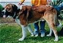 Left Profile - A brown with white and black Spanish Mastiff is standing in grass and looking to the left. Its mouth is open and tongue is out. There is a person in an orange shirt behind it.