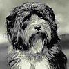 Close up - A black Tibetan Terrier is sitting in grass and looking to the right.