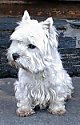 Close up - A white Westie is sitting on a stone surface and it is looking to the left.