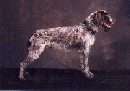 Right Profile - A brown and white Wirehaired Pointing Griffon is standing on a backdrop and it is looking to the right. Its mouth is open.