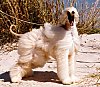 A tan Afghan Hound is standing on a rock and its hair is being blown around. It is looking forward and its mouth is open.