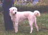 A tan Akbash dog is standing in grass and he is looking to the right. A person is standing behind him.