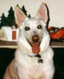 A tan with white American White Shepherd is sitting in front of a table. Its mouth is open, tongue is out and it is looking forward.