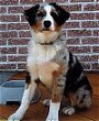 A merle Australian Shepherd id sitting on a porch in front of a brick wall. It is looking forward.